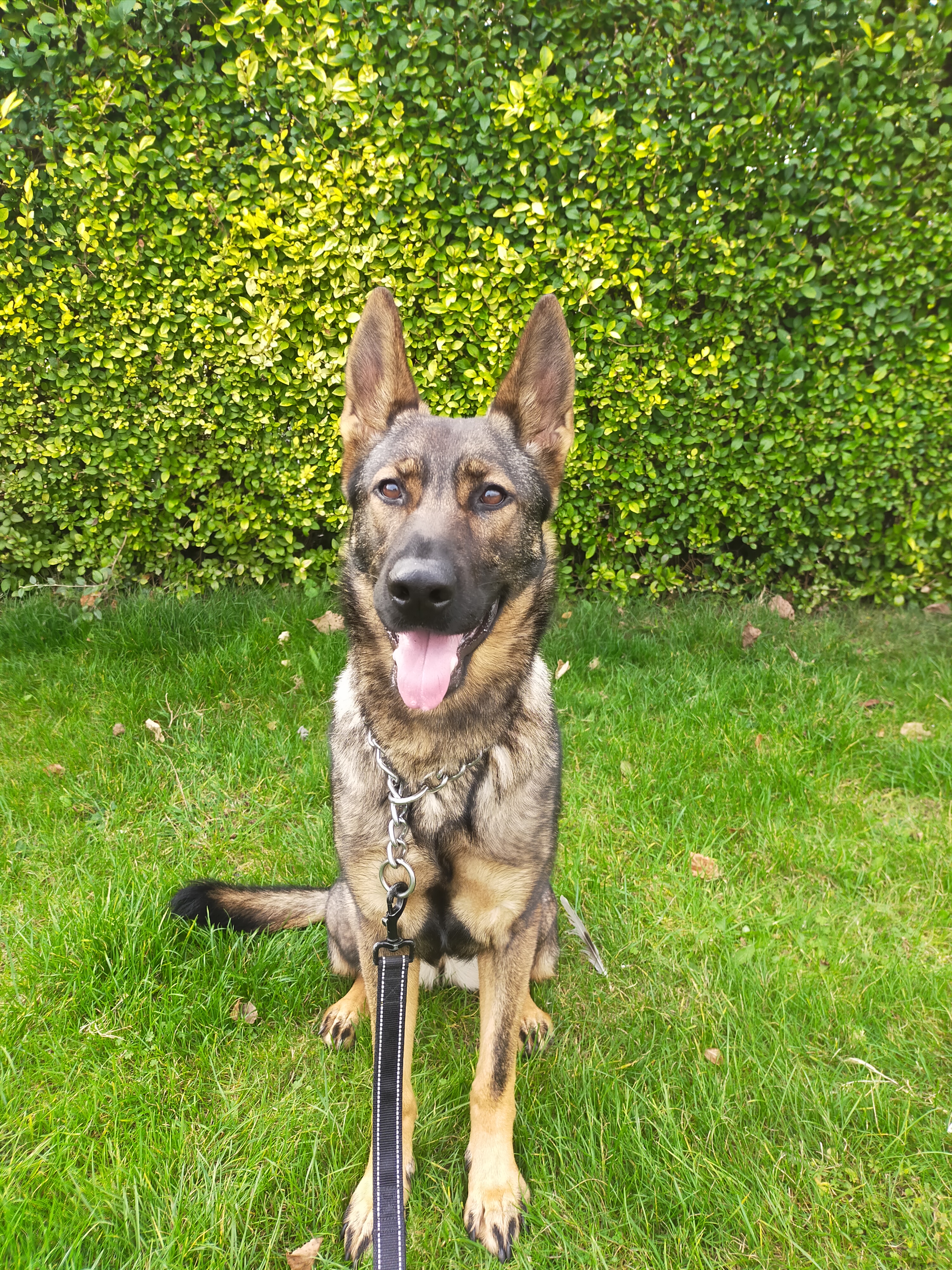 Daisy – Lincolnshire